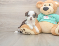 7 week old Mini Aussiedoodle Puppy For Sale - Pilesgrove Pups
