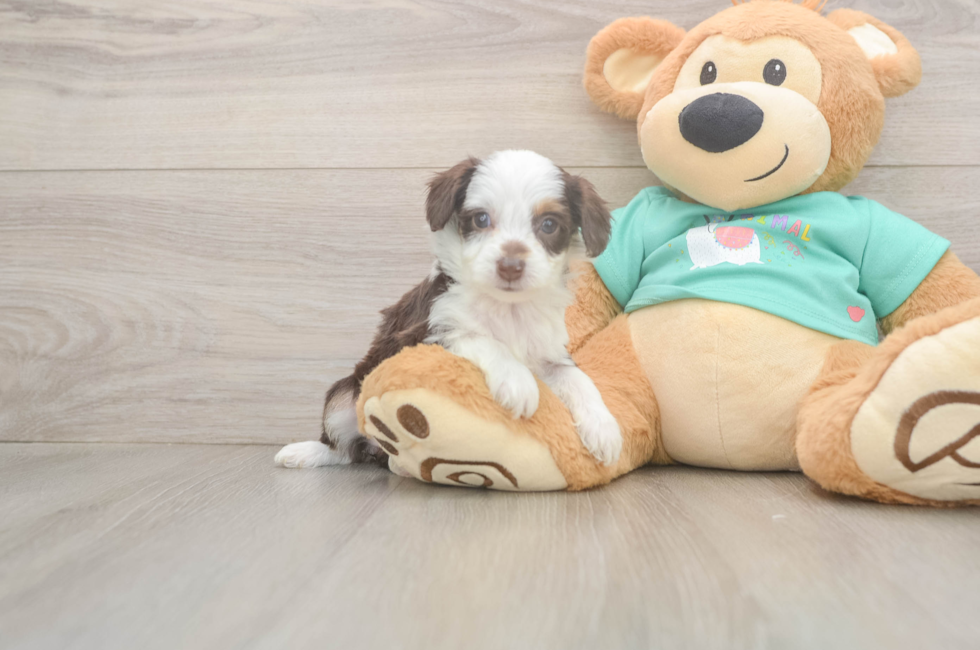 5 week old Mini Aussiedoodle Puppy For Sale - Pilesgrove Pups