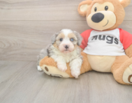 7 week old Mini Aussiedoodle Puppy For Sale - Pilesgrove Pups