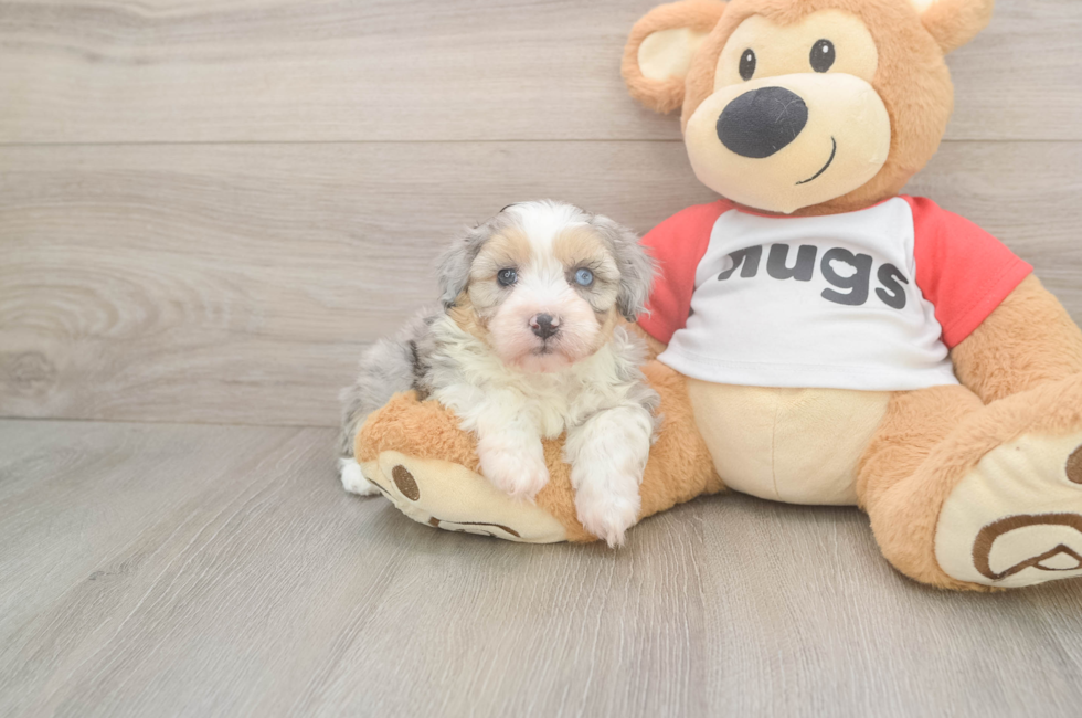 5 week old Mini Aussiedoodle Puppy For Sale - Pilesgrove Pups