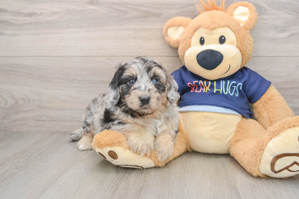 Mini Aussiedoodle Puppy for Adoption