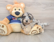 6 week old Mini Aussiedoodle Puppy For Sale - Pilesgrove Pups