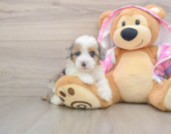 8 week old Mini Aussiedoodle Puppy For Sale - Pilesgrove Pups