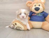 8 week old Mini Aussiedoodle Puppy For Sale - Pilesgrove Pups