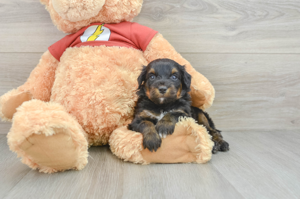 6 week old Mini Aussiedoodle Puppy For Sale - Pilesgrove Pups