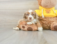 8 week old Mini Aussiedoodle Puppy For Sale - Pilesgrove Pups