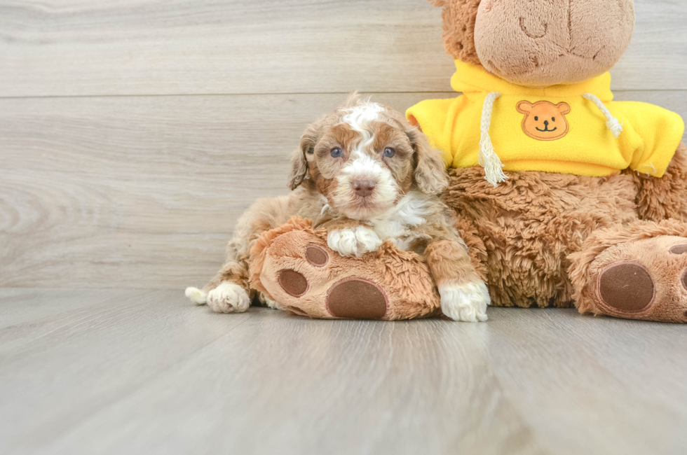 8 week old Mini Aussiedoodle Puppy For Sale - Pilesgrove Pups