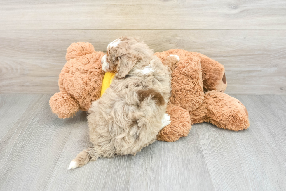 Mini Aussiedoodle Pup Being Cute