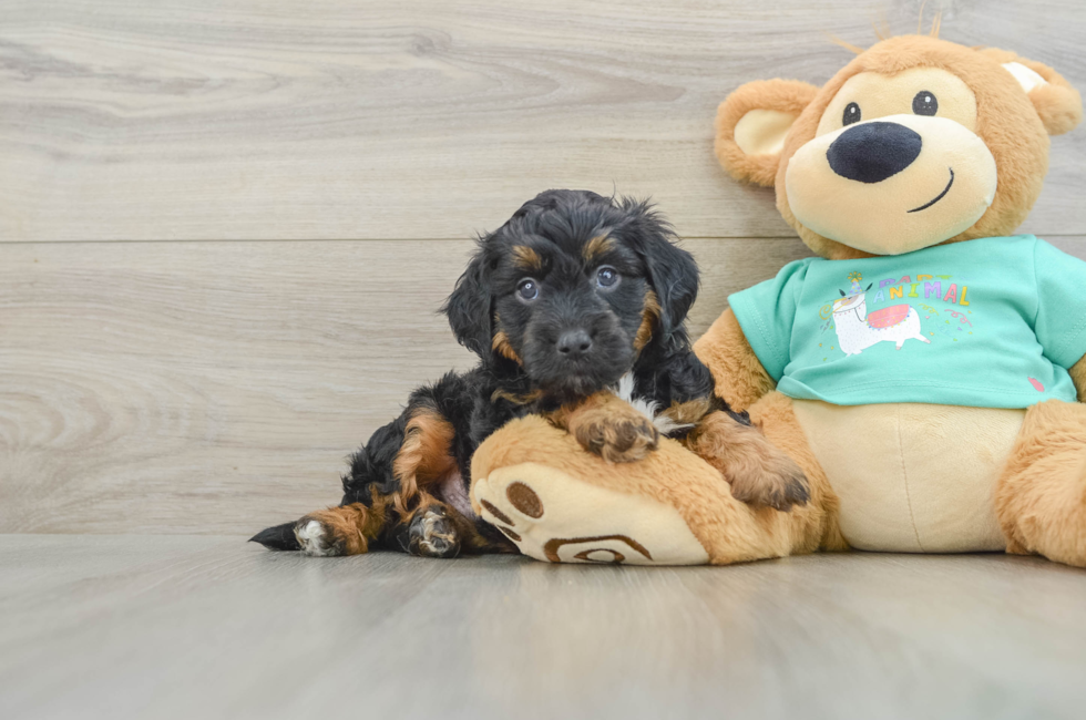 5 week old Mini Aussiedoodle Puppy For Sale - Pilesgrove Pups