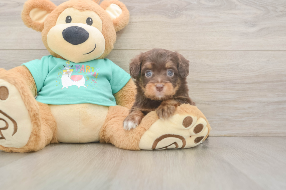 5 week old Mini Aussiedoodle Puppy For Sale - Pilesgrove Pups