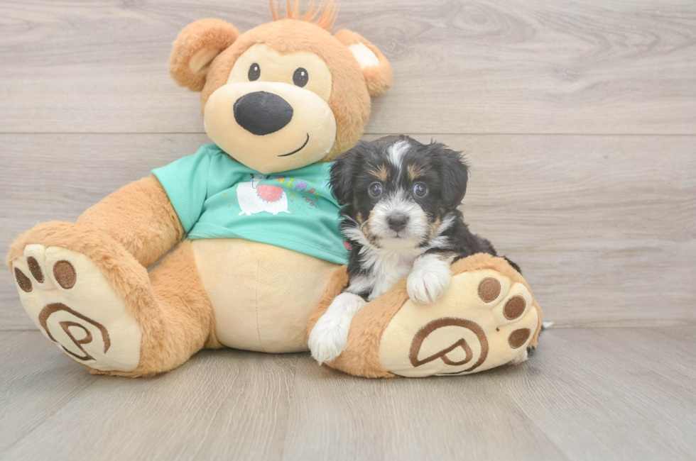 5 week old Mini Aussiedoodle Puppy For Sale - Pilesgrove Pups