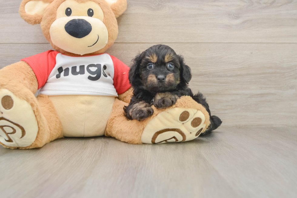 Mini Aussiedoodle Puppy for Adoption