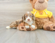 8 week old Mini Aussiedoodle Puppy For Sale - Pilesgrove Pups