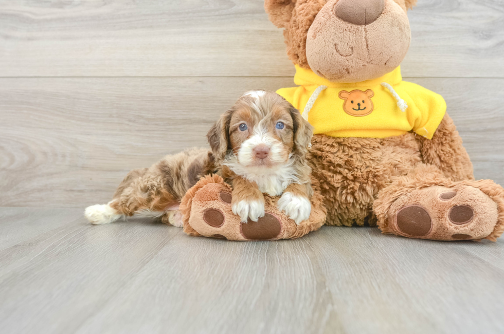 8 week old Mini Aussiedoodle Puppy For Sale - Pilesgrove Pups