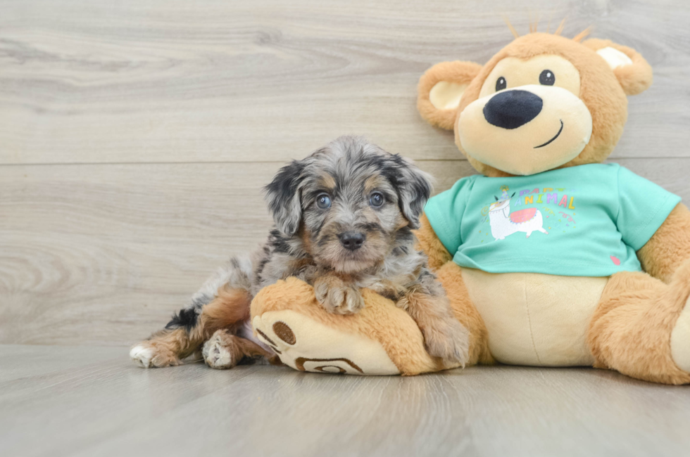 5 week old Mini Aussiedoodle Puppy For Sale - Pilesgrove Pups