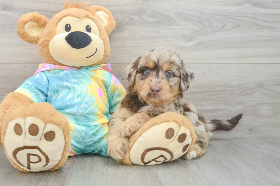 6 week old Mini Aussiedoodle Puppy For Sale - Pilesgrove Pups