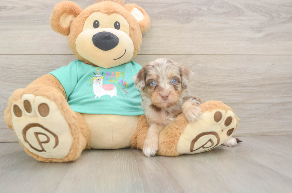 5 week old Mini Aussiedoodle Puppy For Sale - Pilesgrove Pups