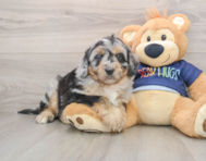 6 week old Mini Aussiedoodle Puppy For Sale - Pilesgrove Pups