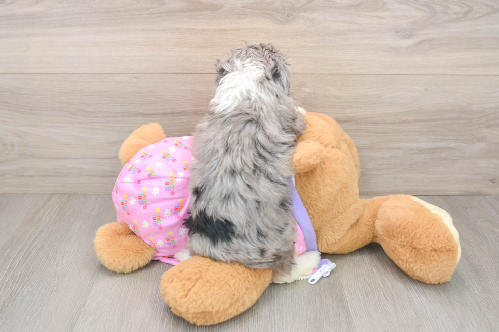 Adorable Mini Australian Shepherd X Poodle Mix Poodle Mix Puppy