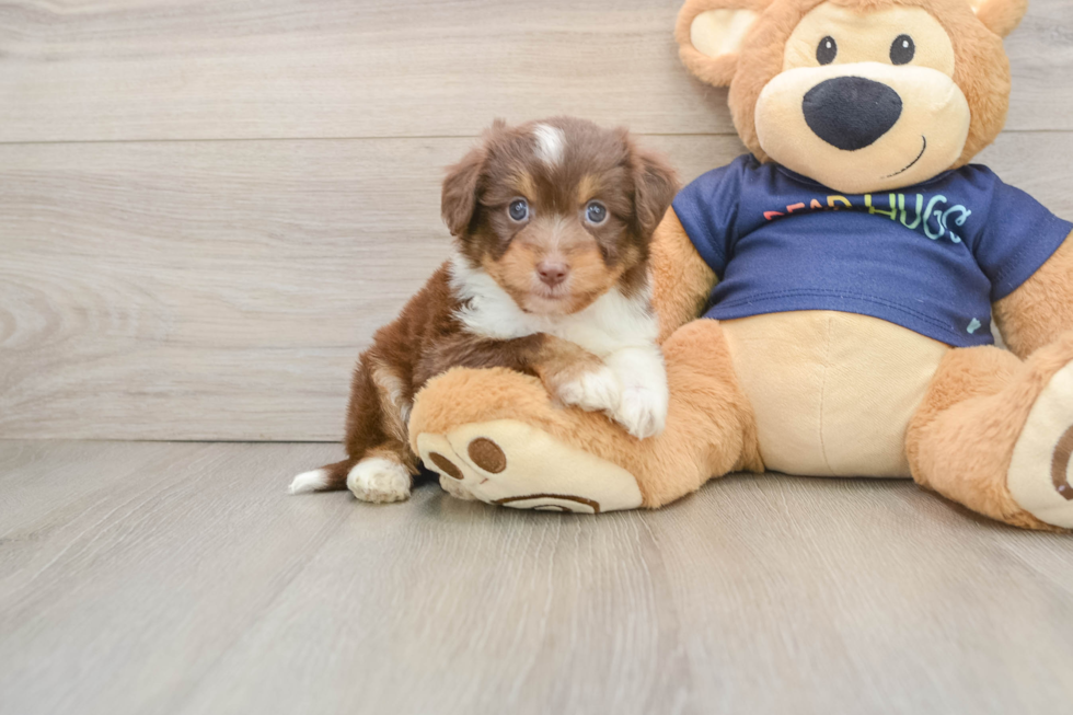 Mini Aussiedoodle Puppy for Adoption