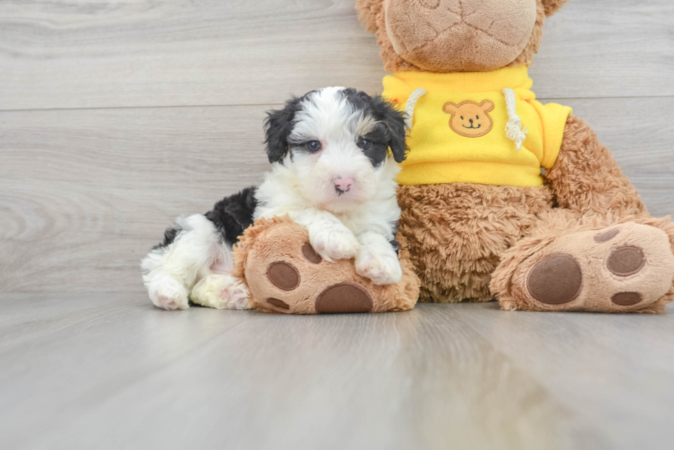 Funny Mini Aussiedoodle Poodle Mix Pup