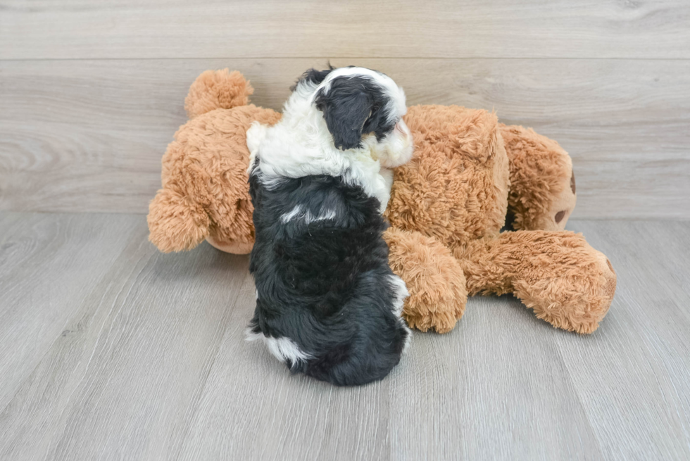 Cute Mini Aussiedoodle Baby