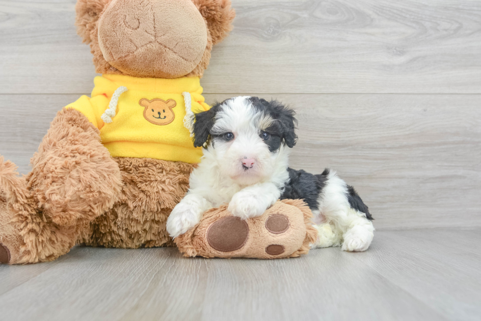 Mini Aussiedoodle Pup Being Cute