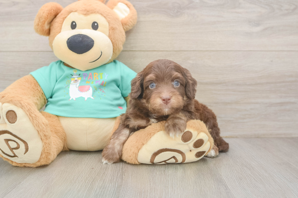 5 week old Mini Aussiedoodle Puppy For Sale - Pilesgrove Pups