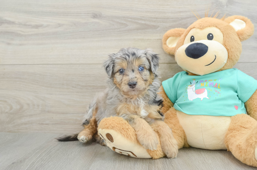 5 week old Mini Aussiedoodle Puppy For Sale - Pilesgrove Pups