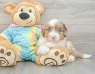 8 week old Mini Aussiedoodle Puppy For Sale - Pilesgrove Pups
