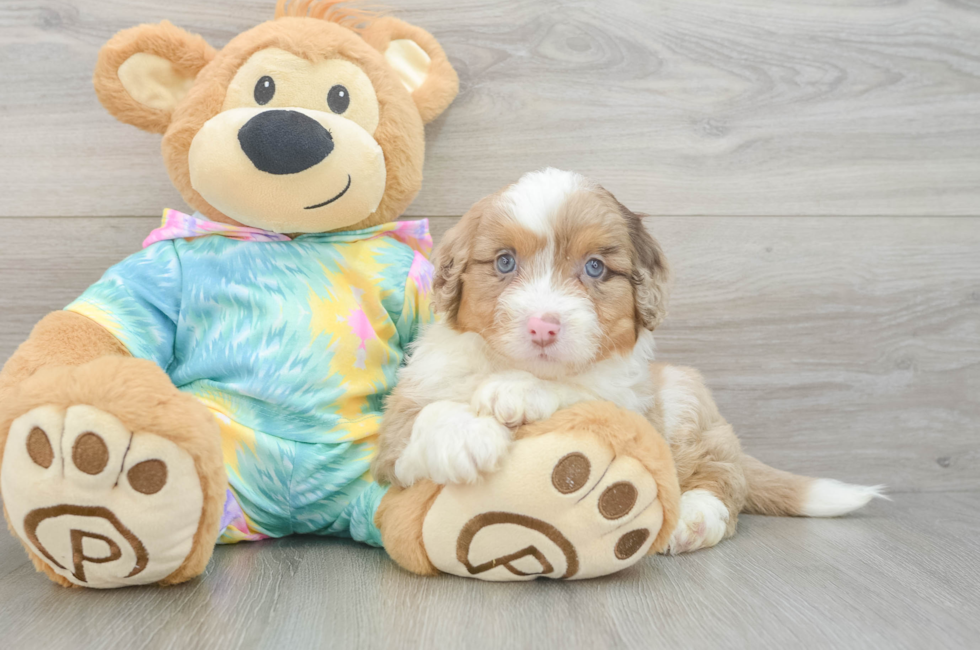 6 week old Mini Aussiedoodle Puppy For Sale - Pilesgrove Pups