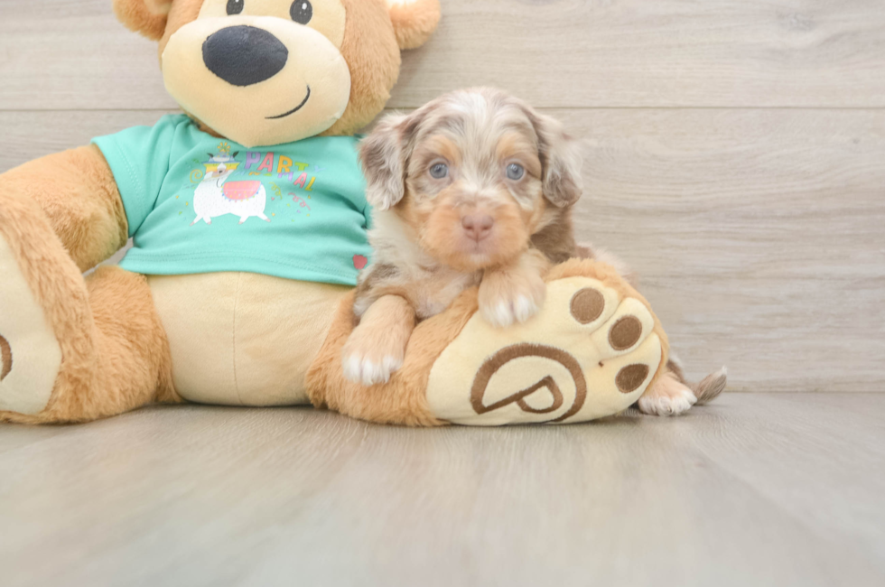 5 week old Mini Aussiedoodle Puppy For Sale - Pilesgrove Pups