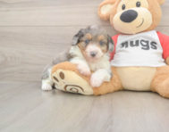 7 week old Mini Aussiedoodle Puppy For Sale - Pilesgrove Pups