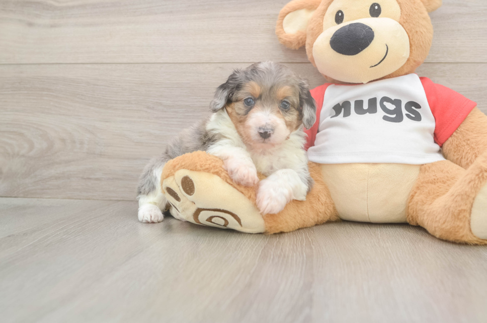 5 week old Mini Aussiedoodle Puppy For Sale - Pilesgrove Pups