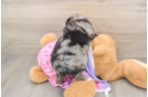 Mini Aussiedoodle Pup Being Cute