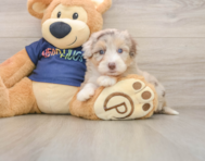 9 week old Mini Aussiedoodle Puppy For Sale - Pilesgrove Pups