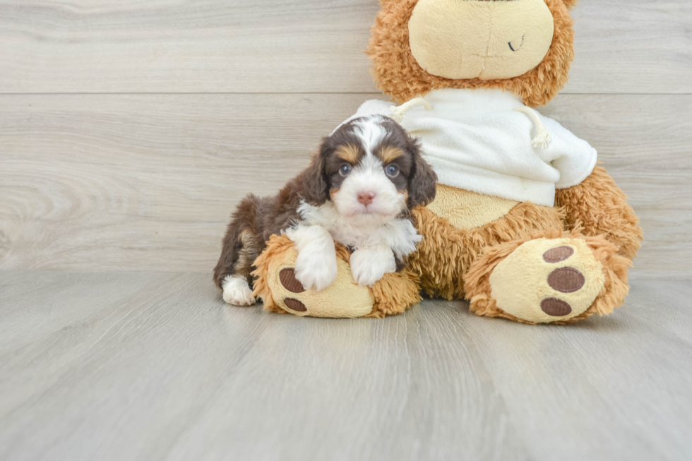 Hypoallergenic Aussiepoo Poodle Mix Puppy