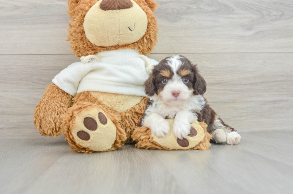 7 week old Mini Aussiedoodle Puppy For Sale - Pilesgrove Pups