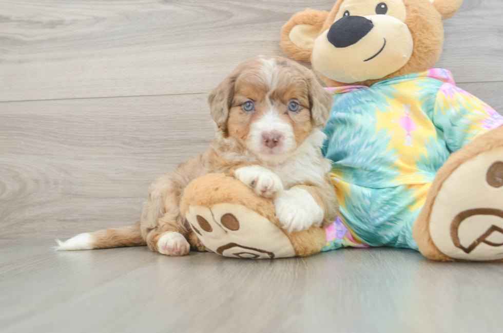 6 week old Mini Aussiedoodle Puppy For Sale - Pilesgrove Pups