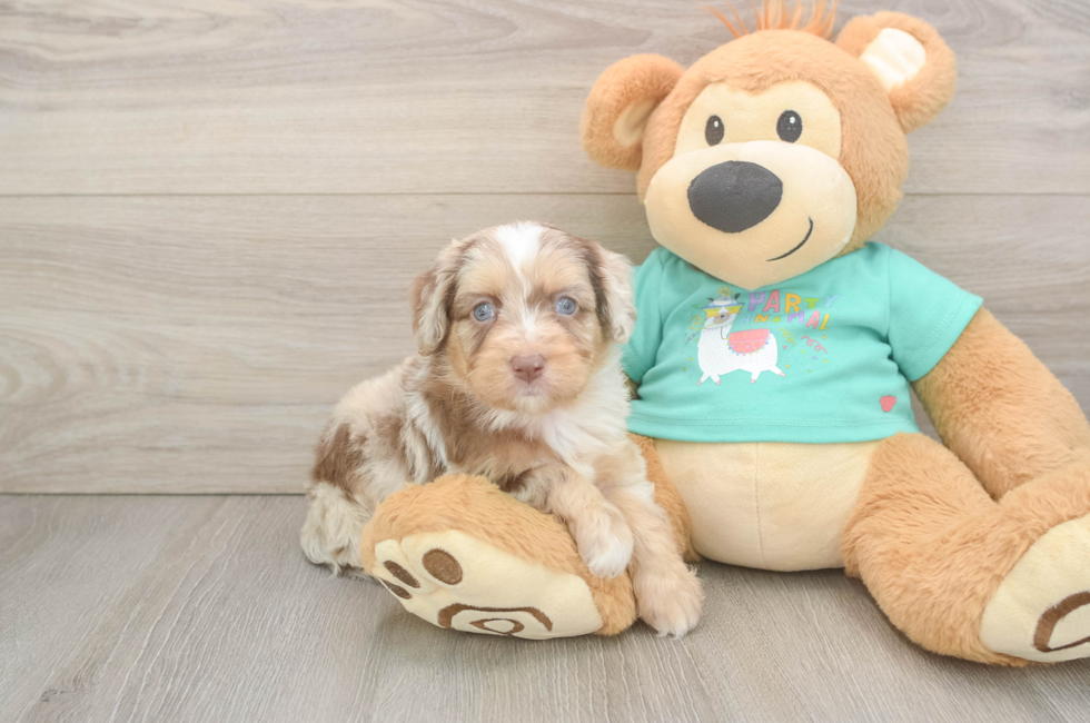 5 week old Mini Aussiedoodle Puppy For Sale - Pilesgrove Pups