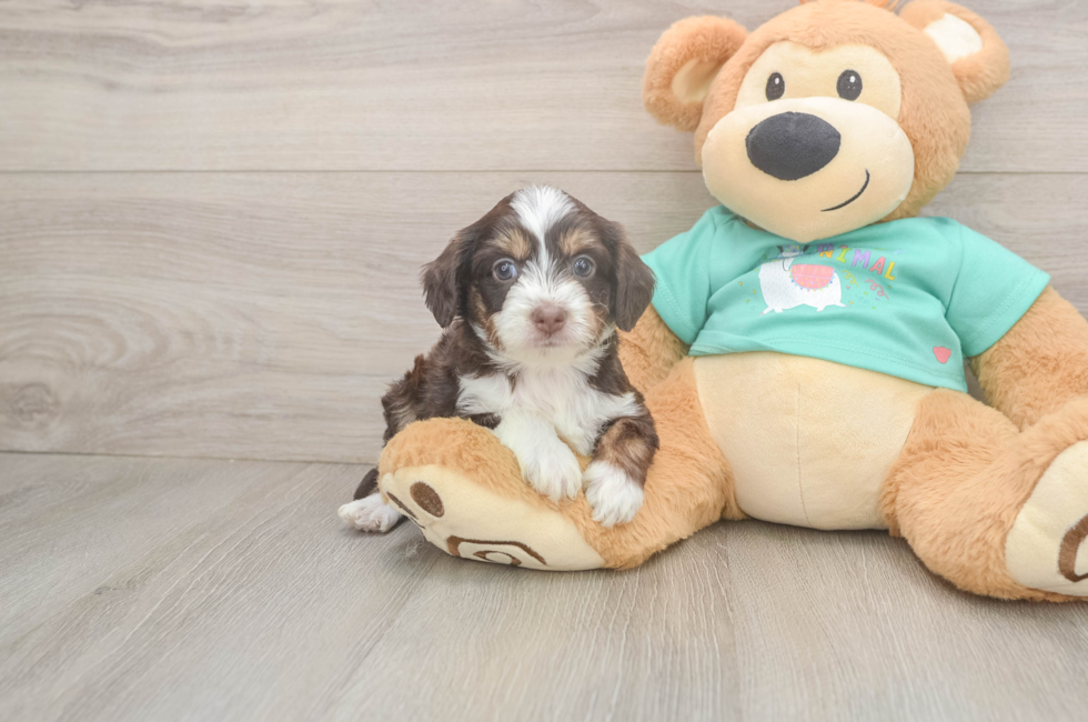 5 week old Mini Aussiedoodle Puppy For Sale - Pilesgrove Pups