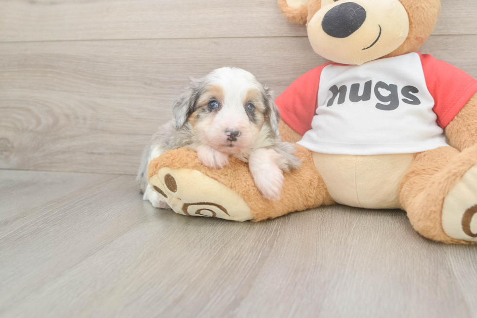 Best Mini Aussiedoodle Baby