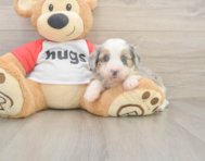 7 week old Mini Aussiedoodle Puppy For Sale - Pilesgrove Pups