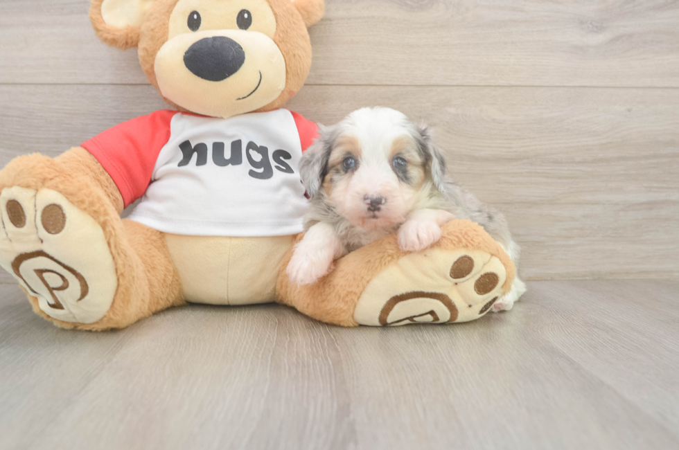 5 week old Mini Aussiedoodle Puppy For Sale - Pilesgrove Pups