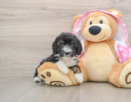 8 week old Mini Aussiedoodle Puppy For Sale - Pilesgrove Pups
