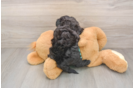 Funny Mini Aussiedoodle Poodle Mix Pup