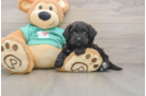 Popular Mini Aussiedoodle Poodle Mix Pup