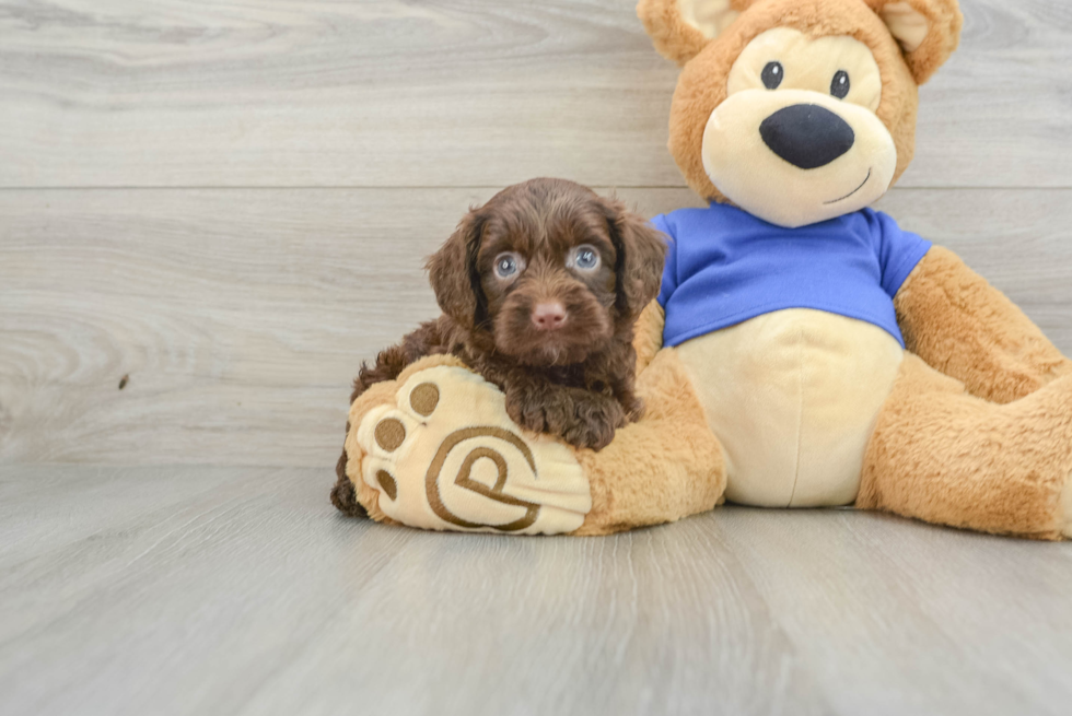 Mini Aussiedoodle Puppy for Adoption