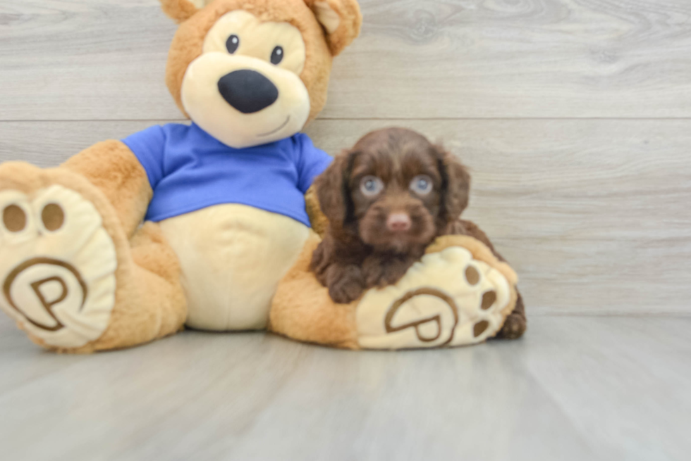 Energetic Aussie Poo Poodle Mix Puppy