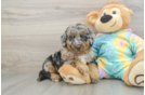 Sweet Mini Aussiedoodle Baby